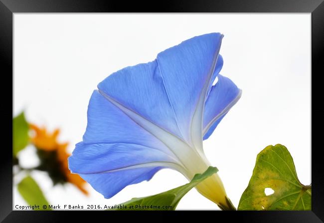 Morning Glory from Below Framed Print by Mark  F Banks