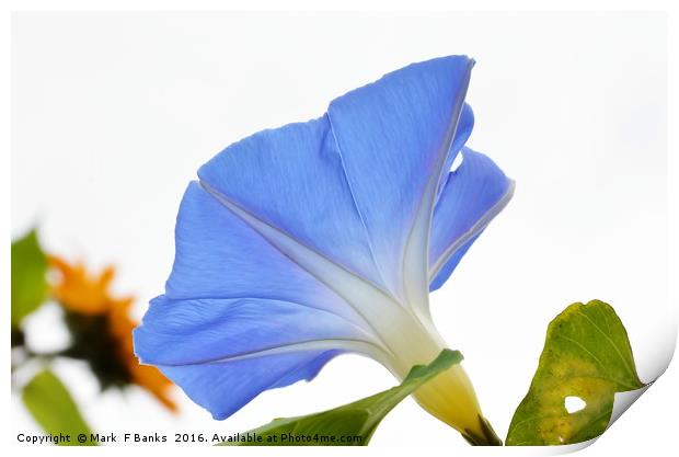Morning Glory from Below Print by Mark  F Banks