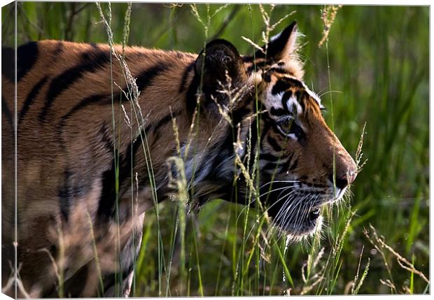 Tiger, river, stalk, kill Canvas Print by Raymond Gilbert
