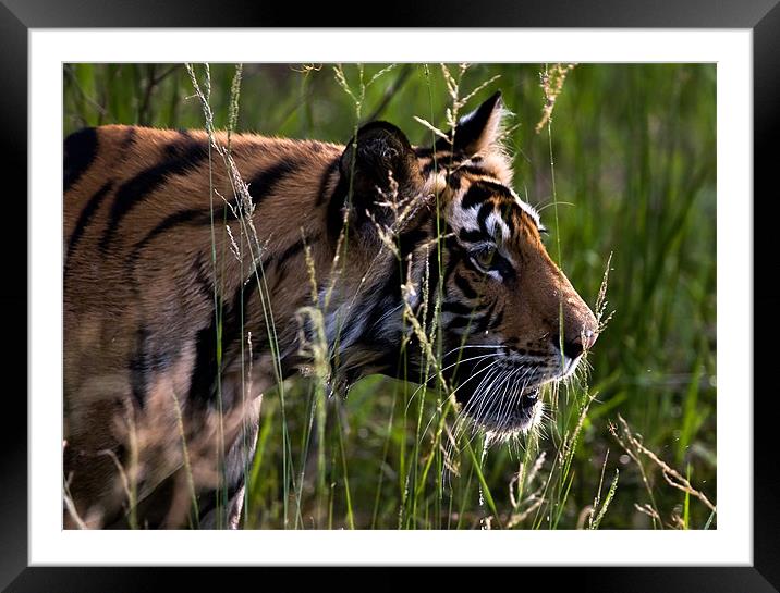 Tiger, river, stalk, kill Framed Mounted Print by Raymond Gilbert