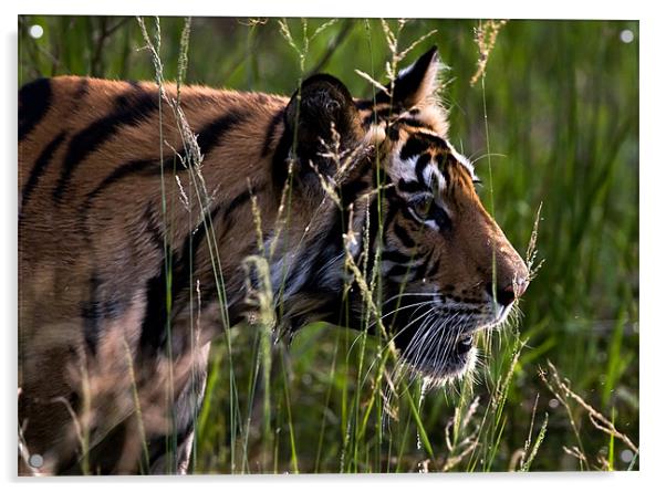 Tiger, river, stalk, kill Acrylic by Raymond Gilbert