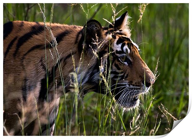 Tiger, river, stalk, kill Print by Raymond Gilbert