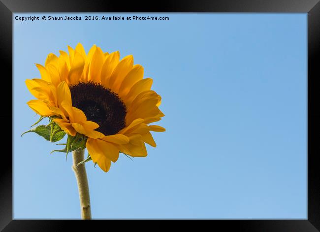 Sunflower  Framed Print by Shaun Jacobs