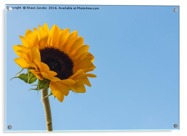 Sunflower  Acrylic by Shaun Jacobs