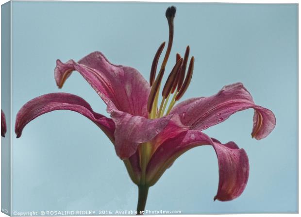 "LILY IN THE SKY" Canvas Print by ROS RIDLEY