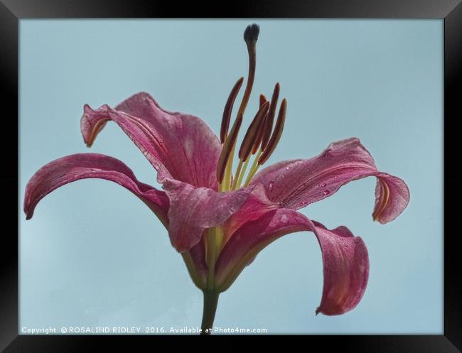 "LILY IN THE SKY" Framed Print by ROS RIDLEY