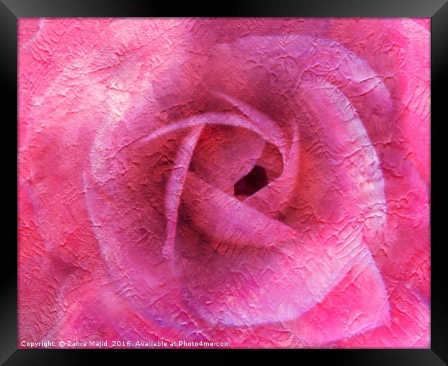 Summer Rose Art Framed Print by Zahra Majid
