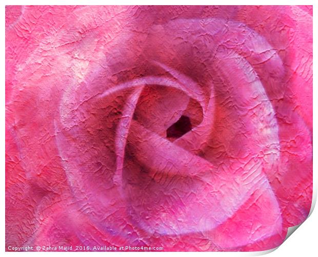 Summer Rose Art Print by Zahra Majid
