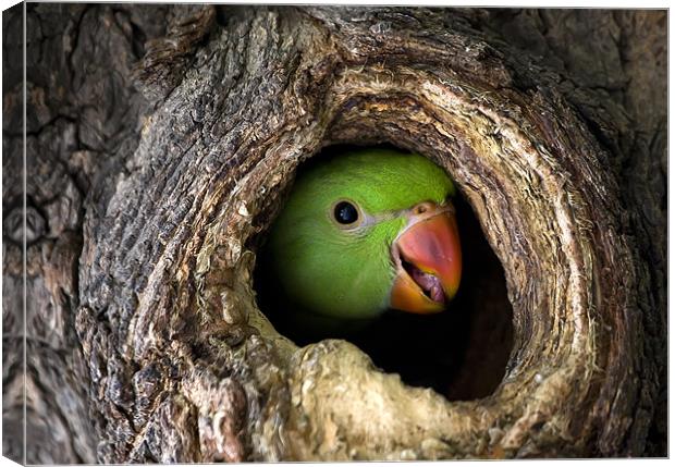 Parrot, hidden, tree Canvas Print by Raymond Gilbert