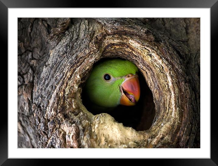 Parrot, hidden, tree Framed Mounted Print by Raymond Gilbert