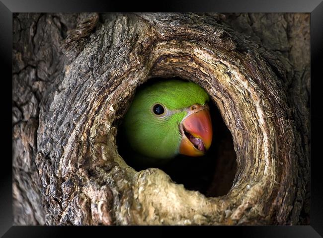 Parrot, hidden, tree Framed Print by Raymond Gilbert