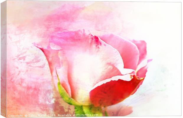 A British Rose Canvas Print by Zahra Majid