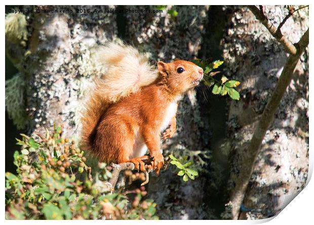 Red Squirrel Print by Martin Kemp Wildlife
