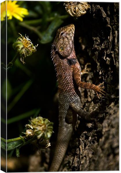 Lizard, camouflage, tree Canvas Print by Raymond Gilbert