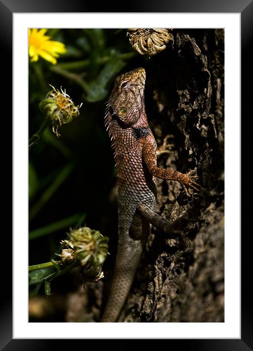 Lizard, camouflage, tree Framed Mounted Print by Raymond Gilbert