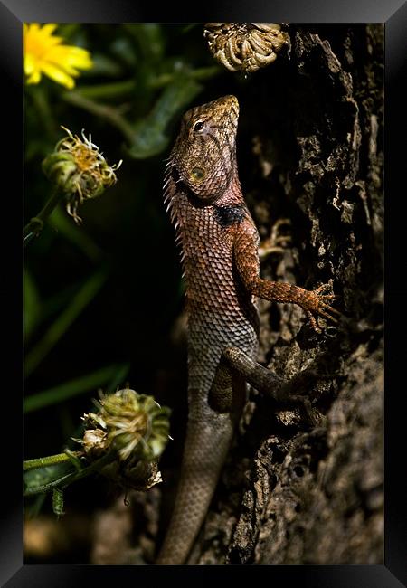 Lizard, camouflage, tree Framed Print by Raymond Gilbert