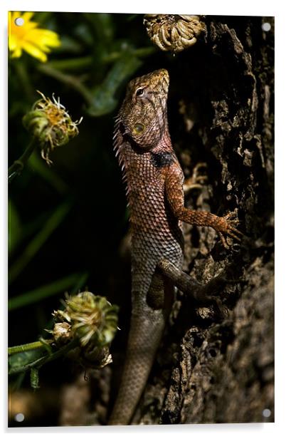 Lizard, camouflage, tree Acrylic by Raymond Gilbert