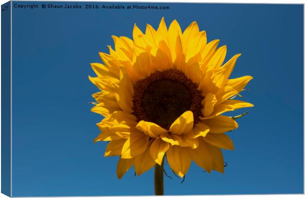 Single sunflower  Canvas Print by Shaun Jacobs