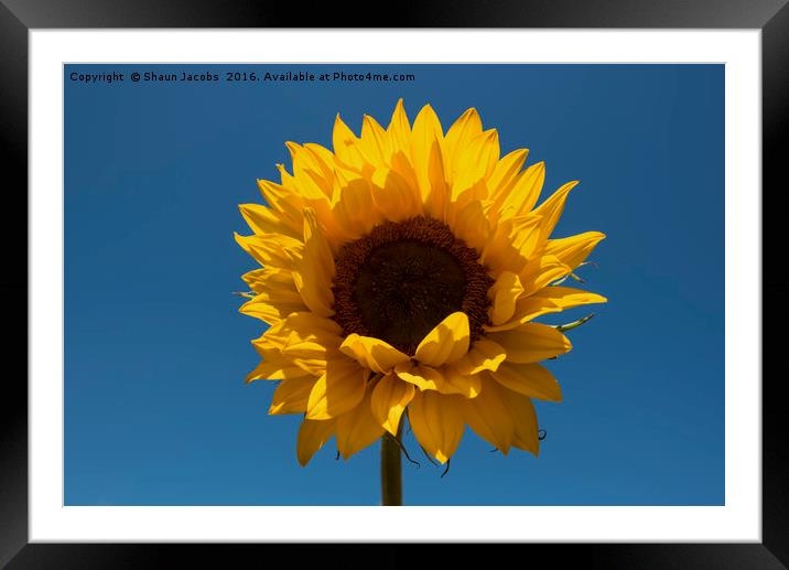 Single sunflower  Framed Mounted Print by Shaun Jacobs