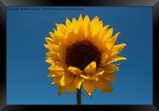 Single sunflower  Framed Print by Shaun Jacobs