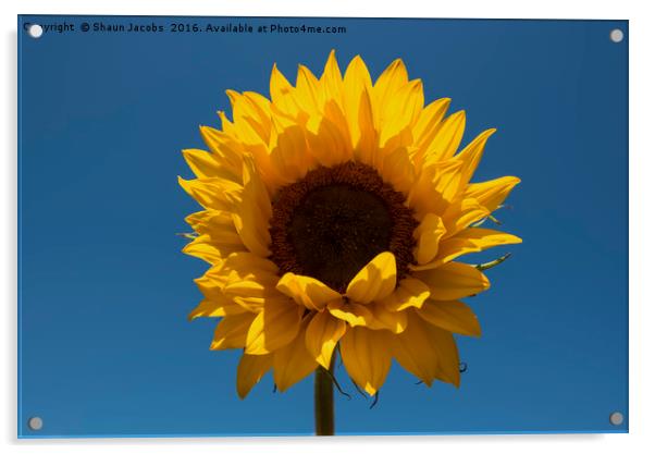 Single sunflower  Acrylic by Shaun Jacobs