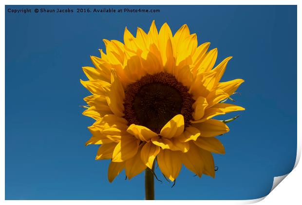 Single sunflower  Print by Shaun Jacobs