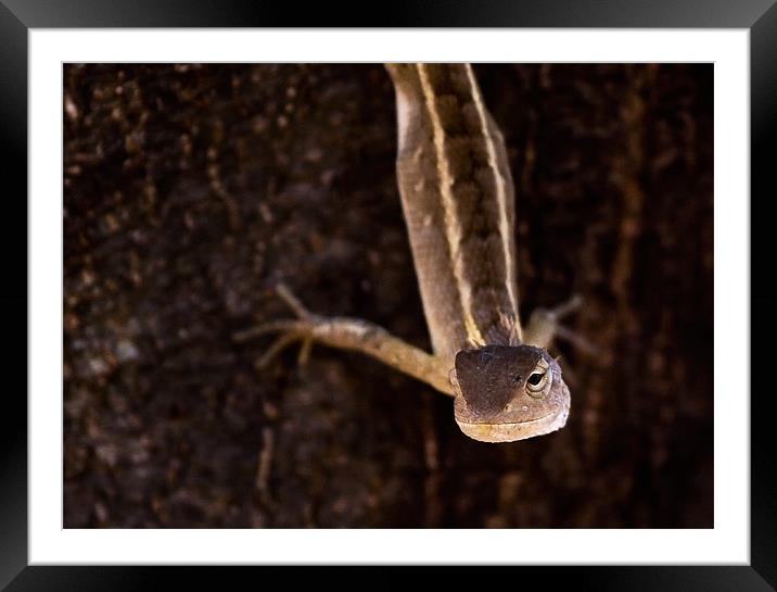 Lizard, stretch, tree Framed Mounted Print by Raymond Gilbert