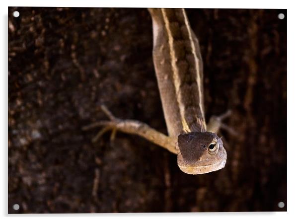 Lizard, stretch, tree Acrylic by Raymond Gilbert