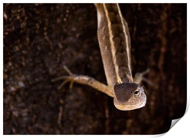 Lizard, stretch, tree Print by Raymond Gilbert