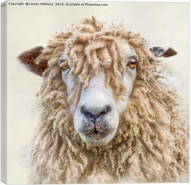 Leicester Longwool Sheep Canvas Print by Linsey Williams