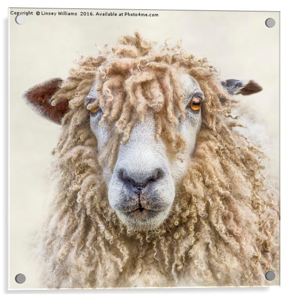 Leicester Longwool Sheep Acrylic by Linsey Williams