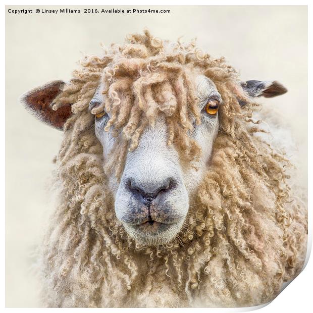 Leicester Longwool Sheep Print by Linsey Williams