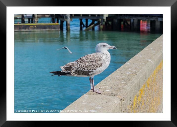 Young Herring Gull Framed Mounted Print by Paul Fleet
