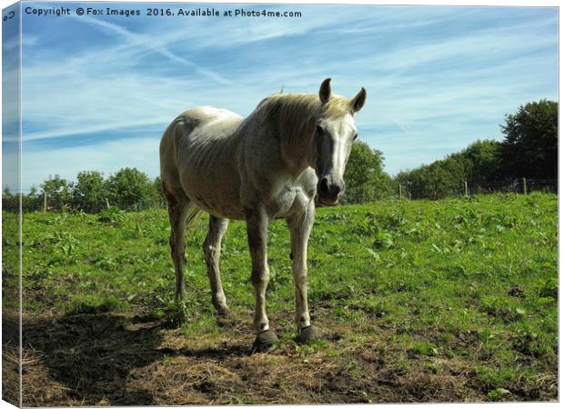 White horse and summer Canvas Print by Derrick Fox Lomax