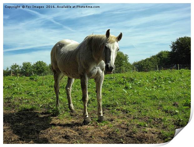 White horse and summer Print by Derrick Fox Lomax