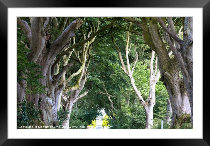 Magical forest, Northern Ireland Framed Mounted Print by Massimo Lama