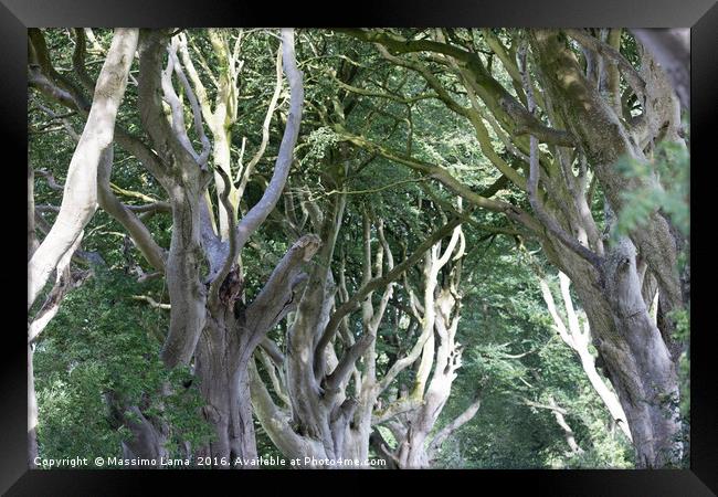 Magical forest, Northern Ireland Framed Print by Massimo Lama