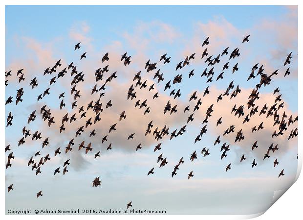 A murmuration of starlings Print by Adrian Snowball