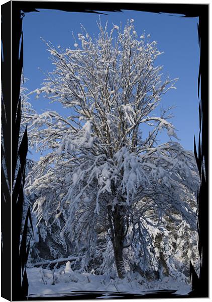 Snow Covered Tree Canvas Print by Jessica Patten