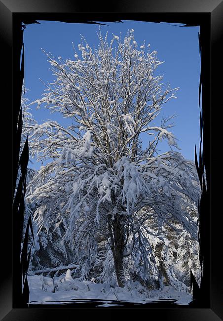 Snow Covered Tree Framed Print by Jessica Patten