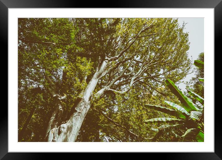 Green Tree Foliage In Summer Framed Mounted Print by Radu Bercan