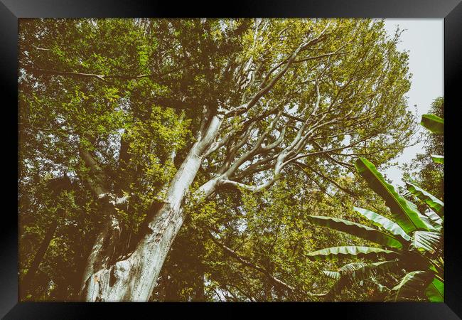 Green Tree Foliage In Summer Framed Print by Radu Bercan