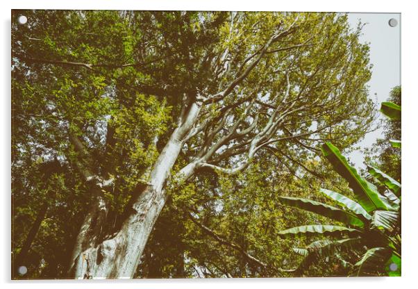 Green Tree Foliage In Summer Acrylic by Radu Bercan