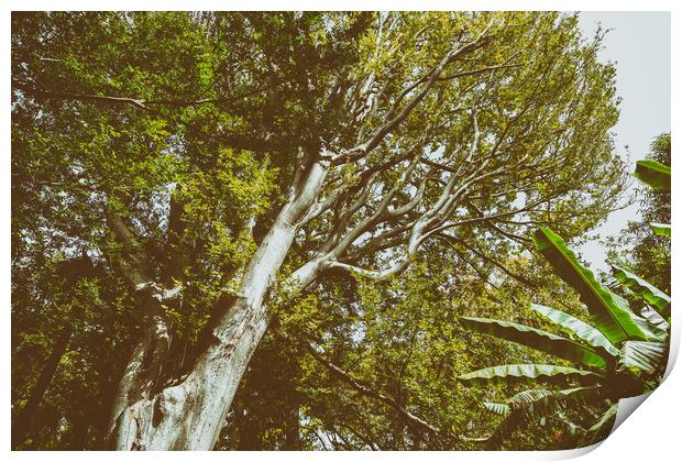 Green Tree Foliage In Summer Print by Radu Bercan