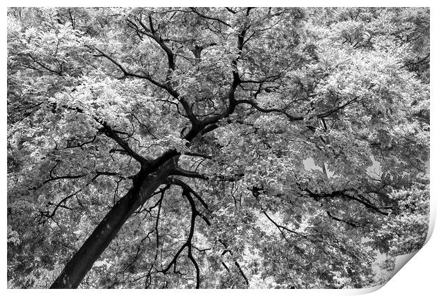Tree Foliage Abstract Print by Radu Bercan