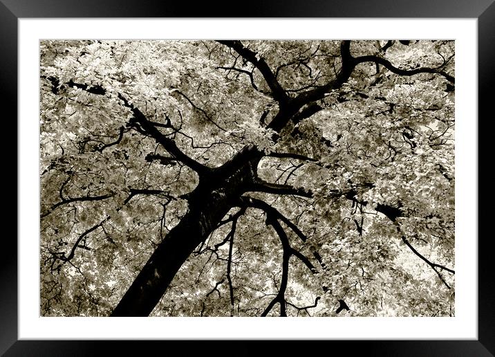 Tree Foliage Abstract Framed Mounted Print by Radu Bercan