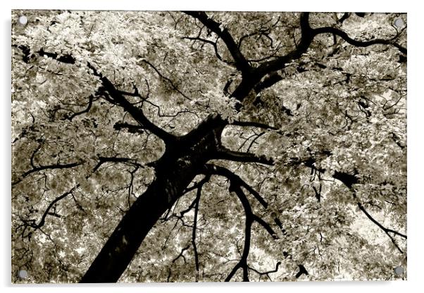 Tree Foliage Abstract Acrylic by Radu Bercan