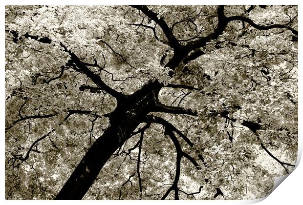 Tree Foliage Abstract Print by Radu Bercan