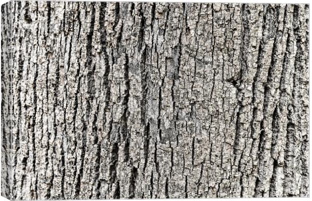 Tree Bark Background Texture Canvas Print by Radu Bercan