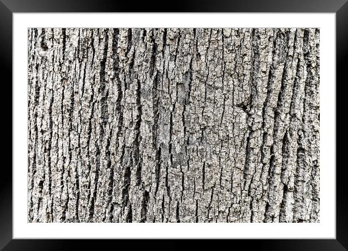 Tree Bark Background Texture Framed Mounted Print by Radu Bercan